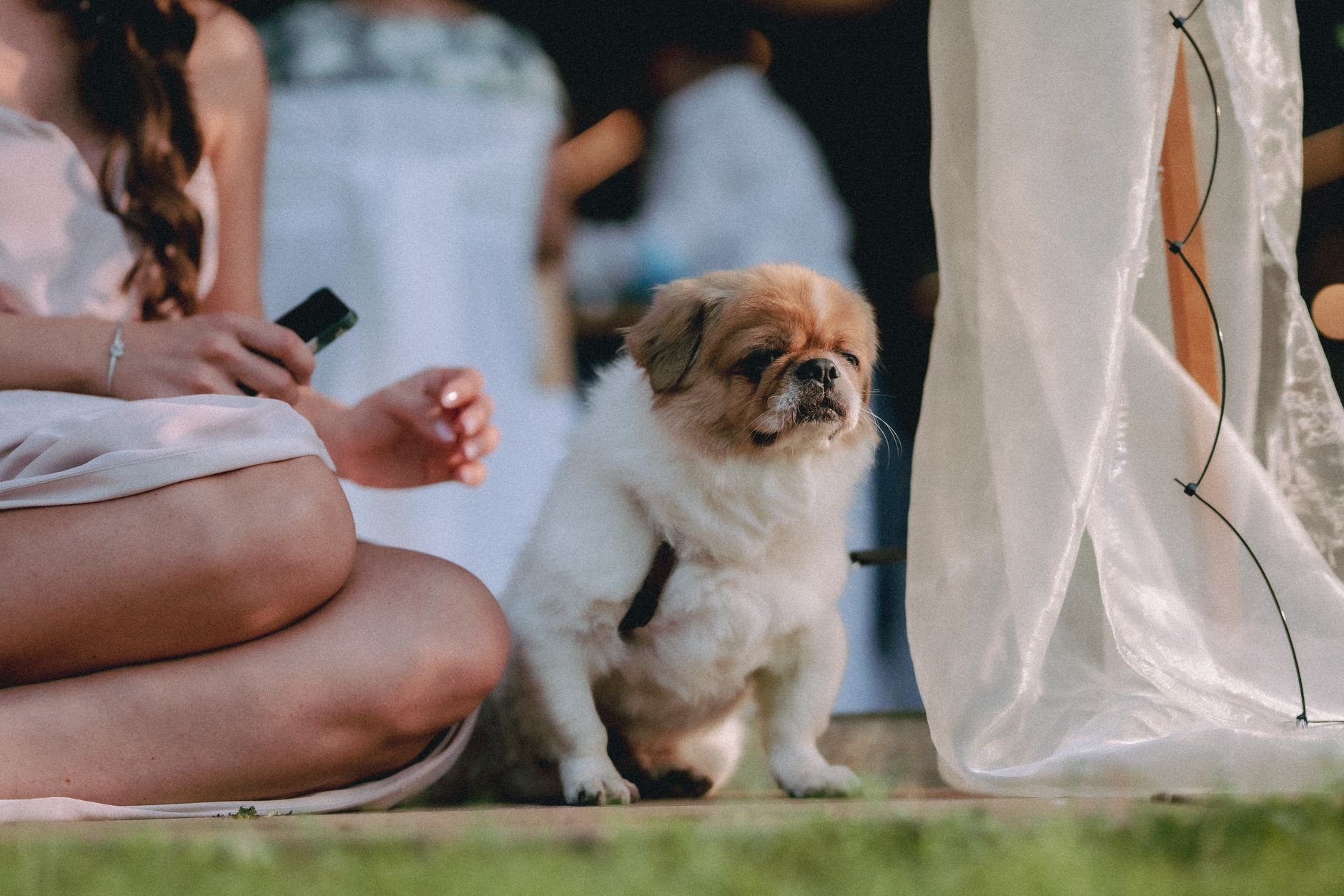 Pet Supervision Service in Events