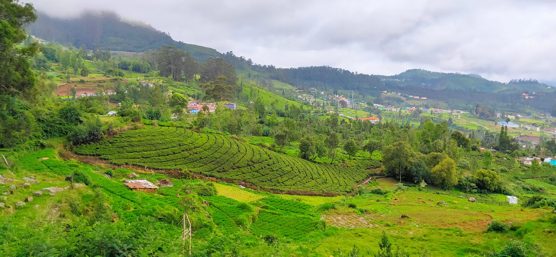 Wed Amid Ooty's Rolling Tea Gardens