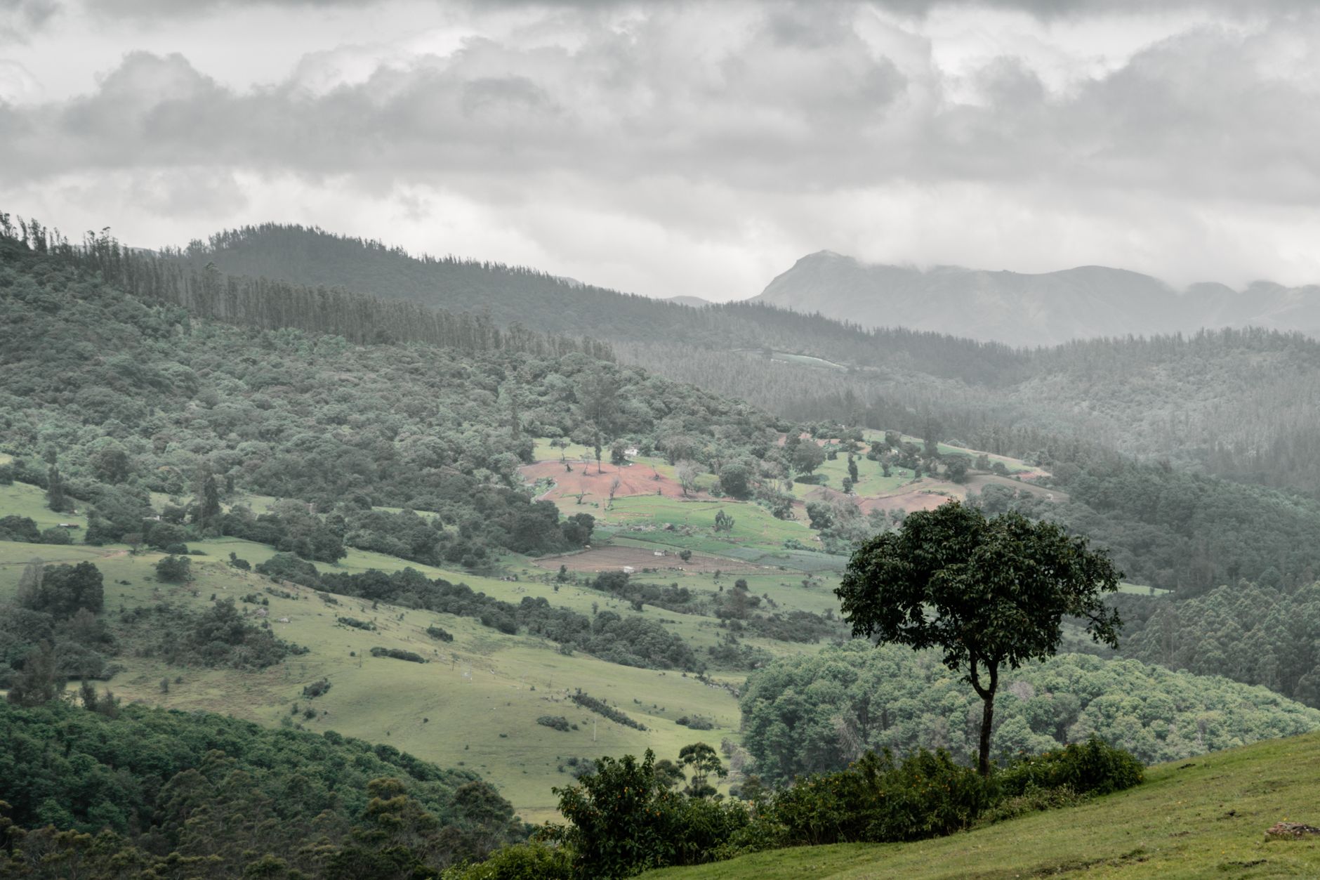 Wed Amid Ooty's Tea Gardens