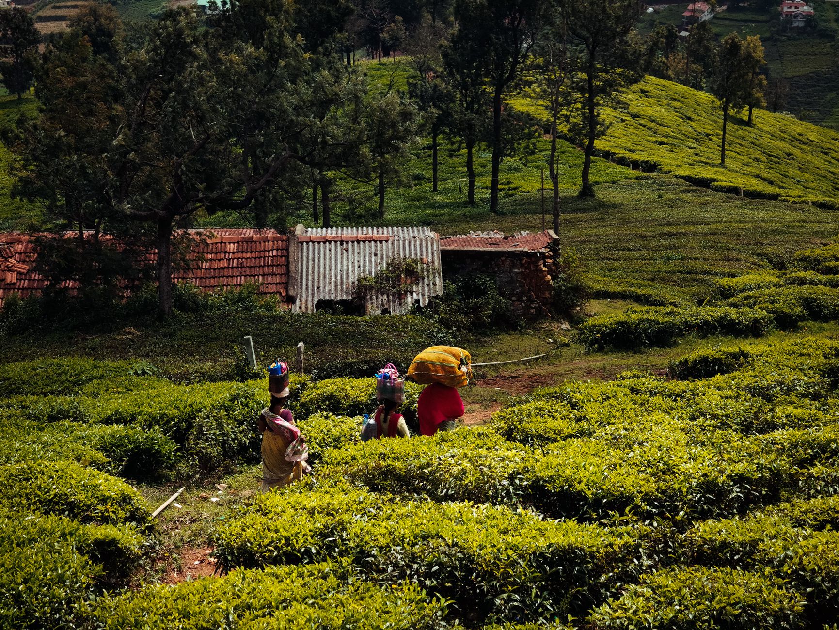 Wed Amid Ooty's Tea Gardens