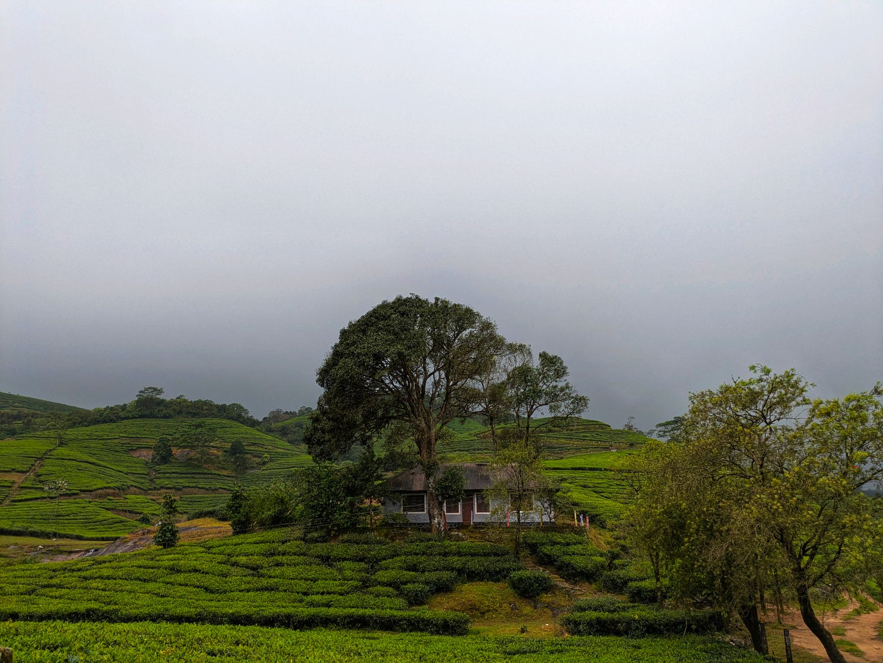 Say I Do Among Ooty's Tea Gardens