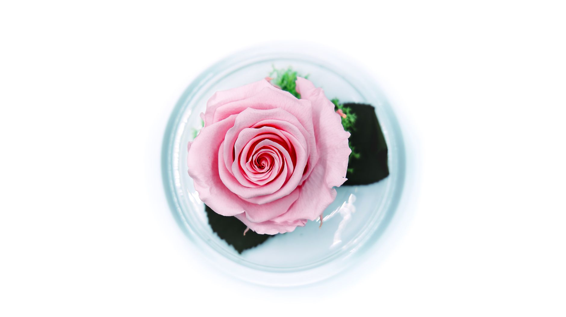 Preserved Flower Glass Cases