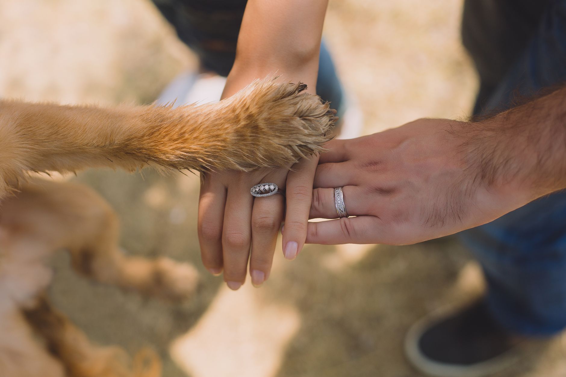 Pet Ring Bearer Handler