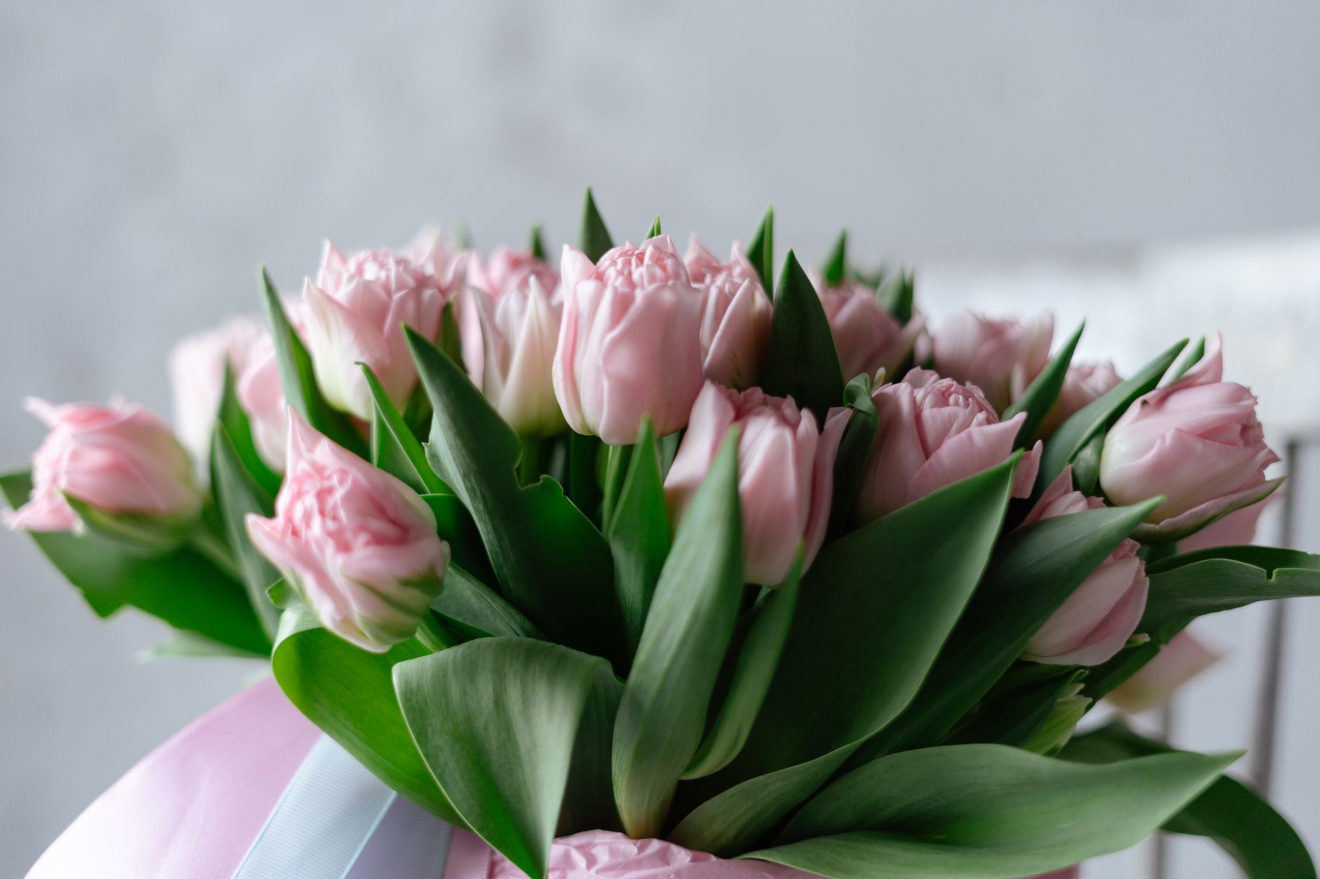 Gift Softness, Gift Pastel Blooms