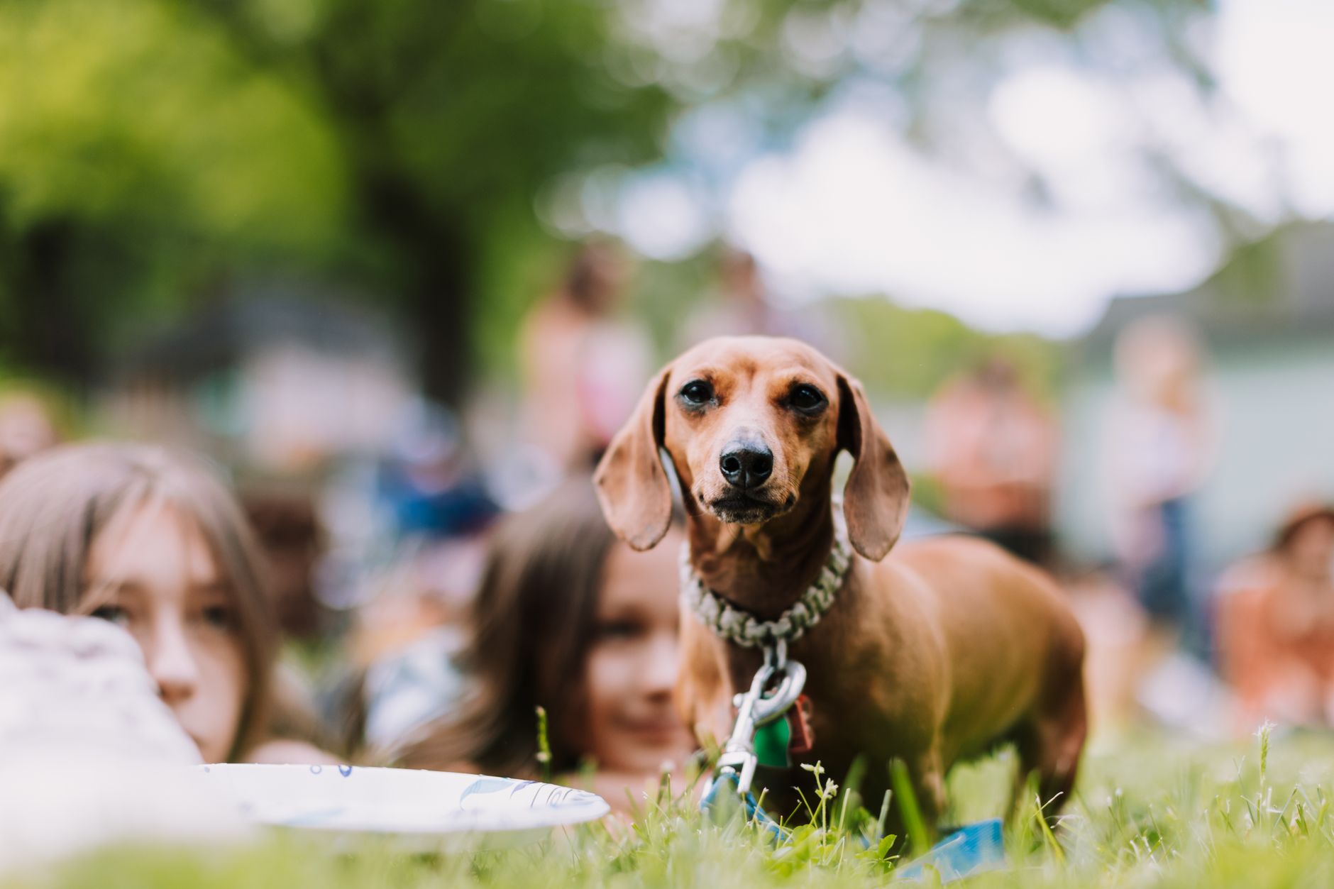 Pet Rest Area Attendant in Events