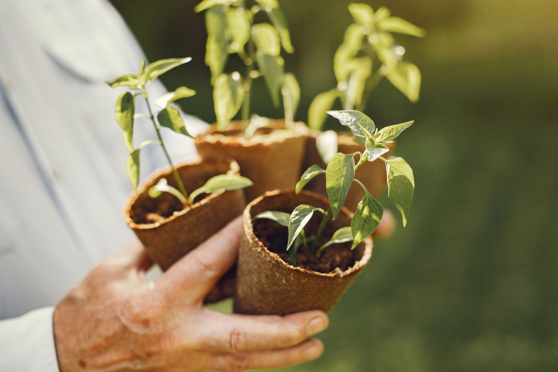 Name Tagged Saplings