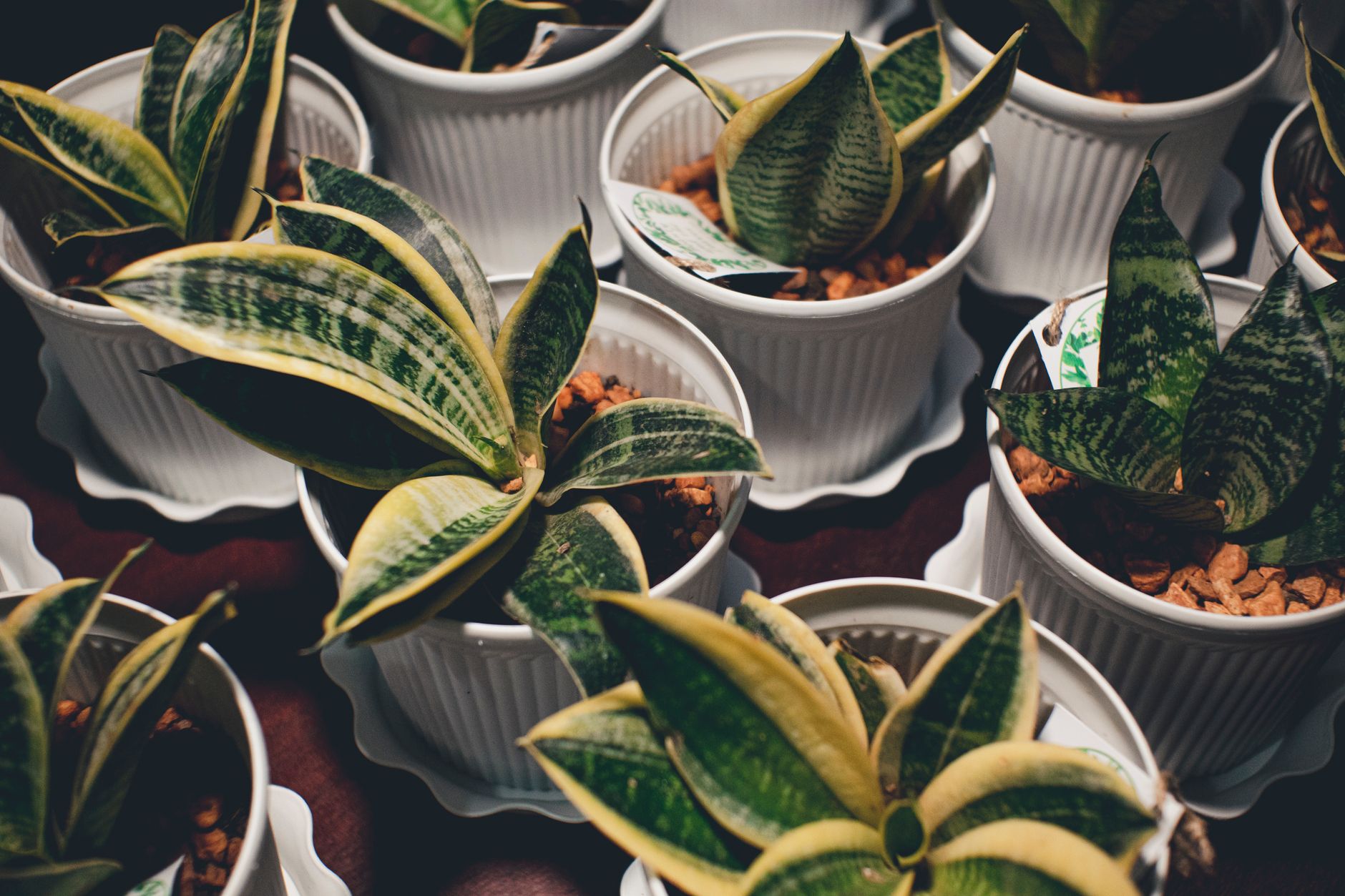 Plant Gifts That Grow With Your Love