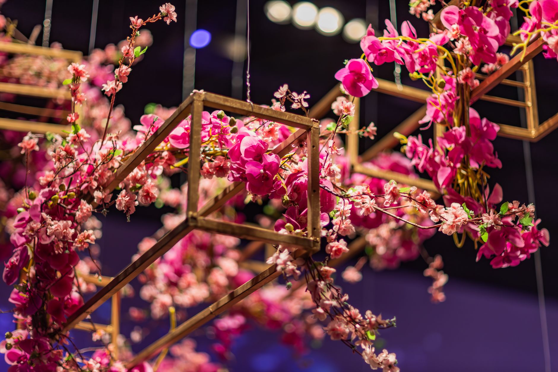 Bloom Beyond Ordinary in Udaipur