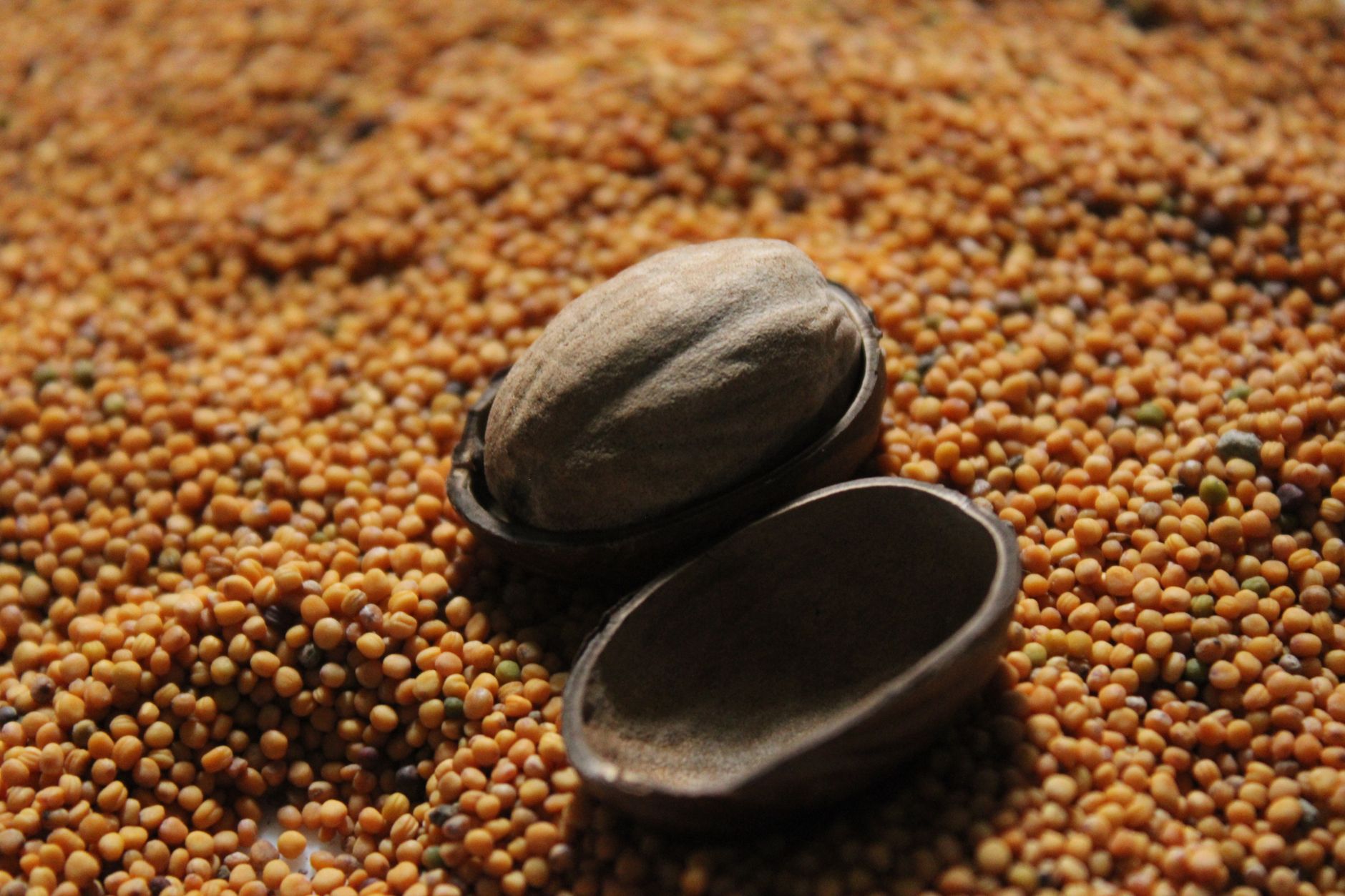 Seed Ball Gifts