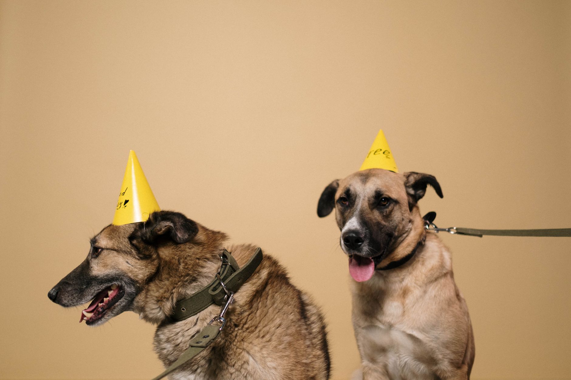 Keep Your Pets Happy on Your Big Day