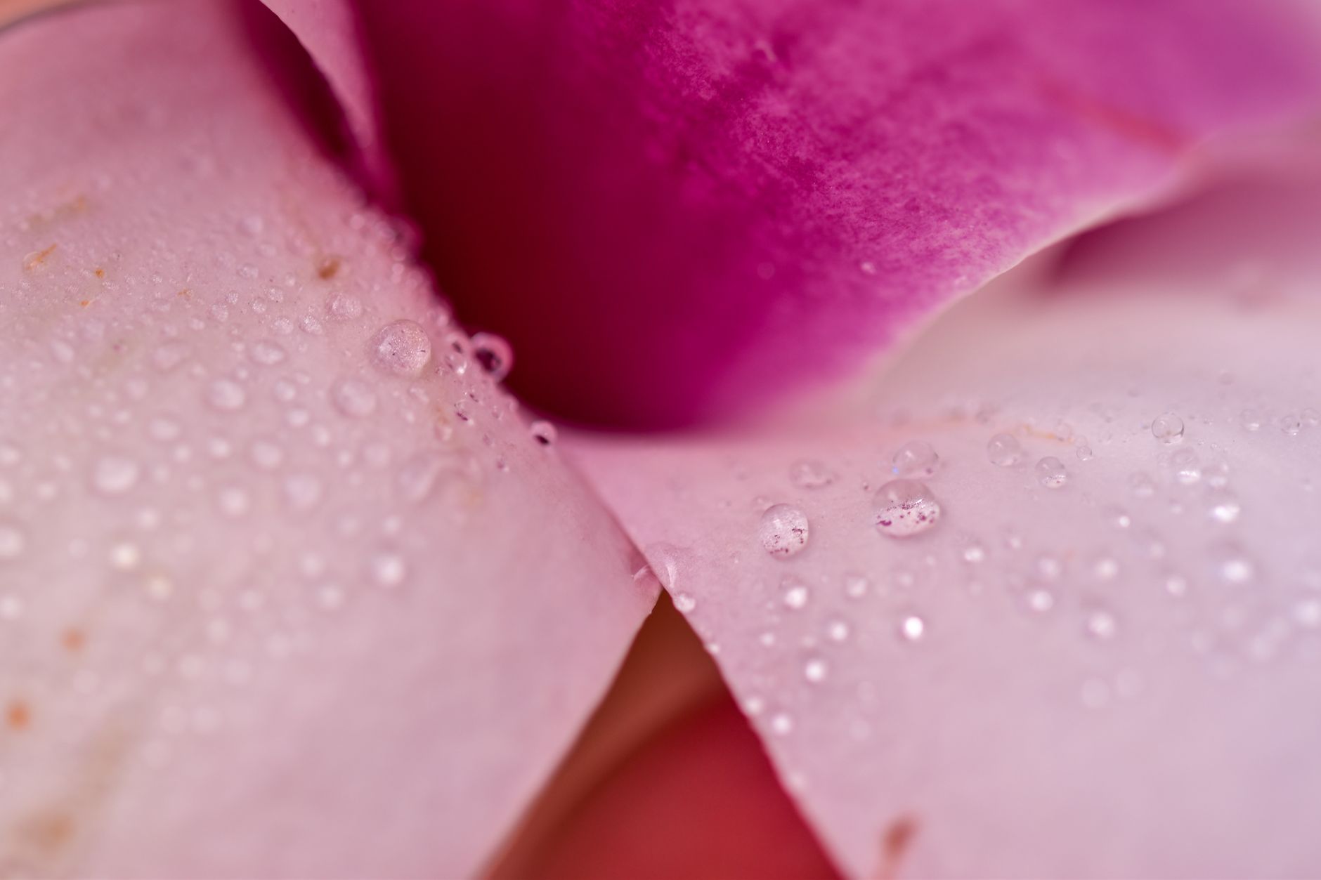 Shower Your Guests in Petals