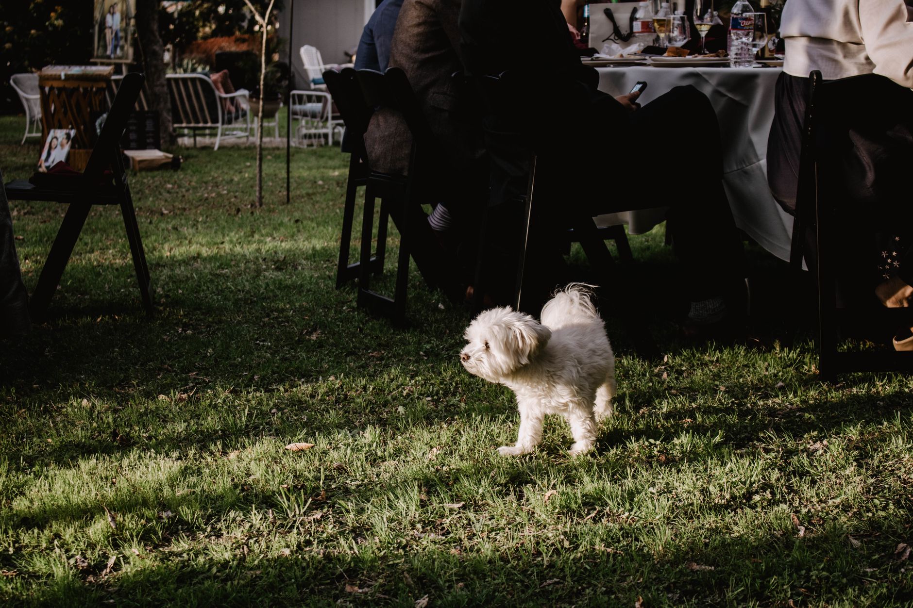 Include Your Pet in the Celebration