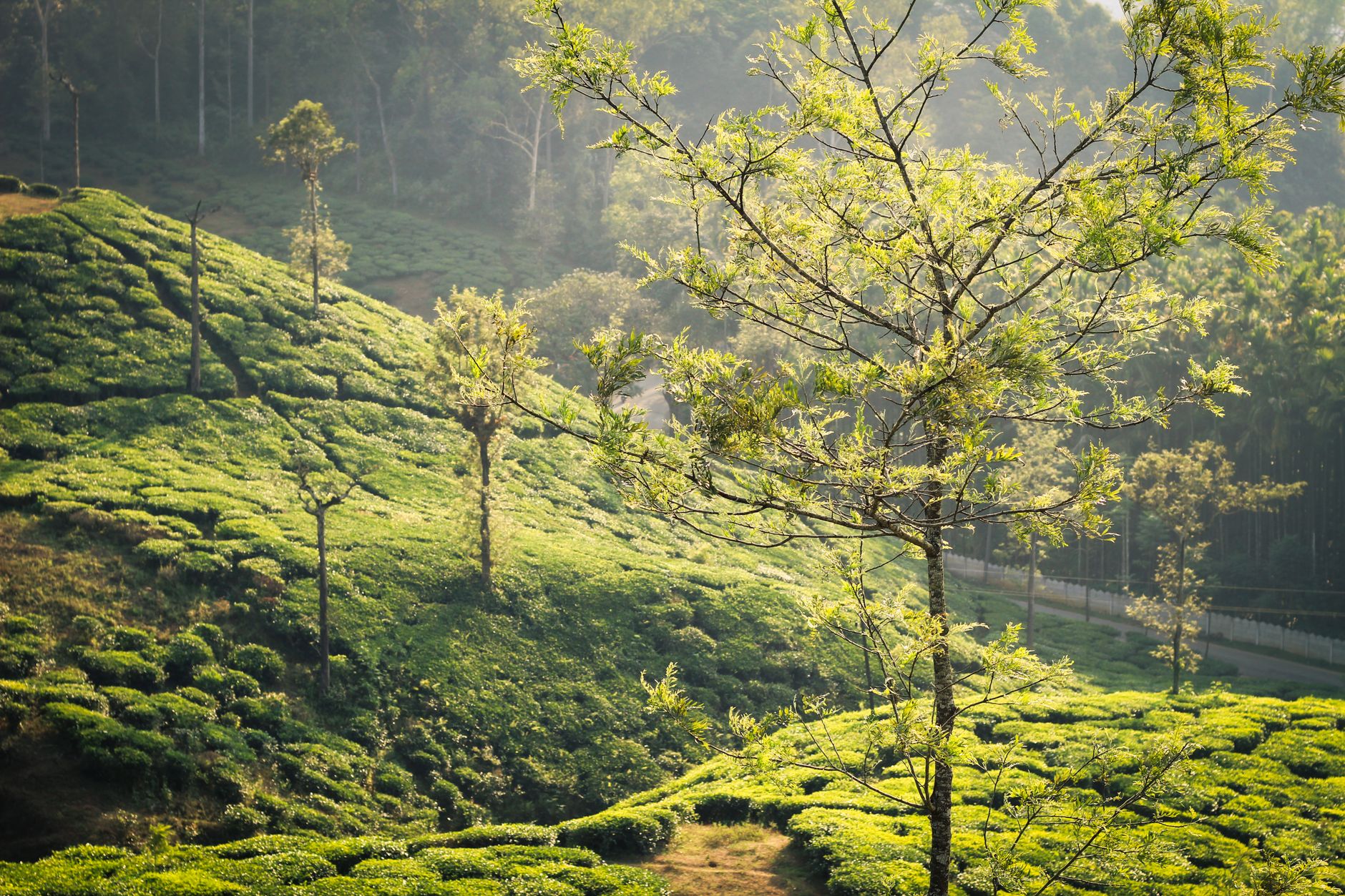 Bridal Wellness in the Yercaud Hills